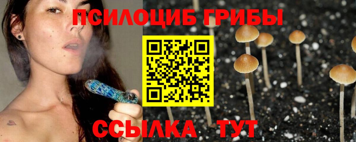 Псилоцибиновые грибы Psilocybine cubensis Сафоново